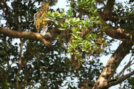 Image result for Calophyllum