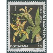 Image result for Eulophia hereroensis