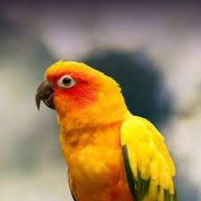 Sun Conure Personality Food Care Pet Birds By Lafeber Co