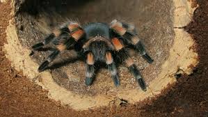 Image result for Heterotis amplexicaulis