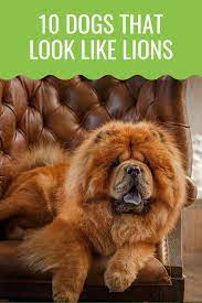 10 Dogs That Look Like Lions Aka Lion Dogs Barking Royalty Leonberger Dog Lion Dog Dog Breeds