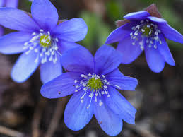 Zambilele sunt flori de primvara cu un parfum deosebit. Plante Rezistente La Frigul Iernii Pentru Casa Si Gradina