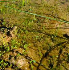 Image result for Limosella grandiflora