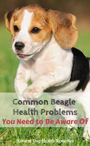 Beagle Health Problems Lifespan Of Beagle