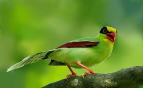 Birds Of Middle Tennessee Pin On Animals Birds