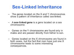 Section 14.1 human chromosomes answer key. 14 1 Human Chromosomes Key Questions 1 What Is A Karyotype 2 What Patterns Of Inheritance Do Human Traits Follow 3 How Can Pedigrees Be Used To Analyze Ppt Download