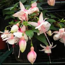 Fuchsia Flair Garden Org
