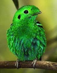 Lesser Green Broadbill Les Oiseaux Du Monde Animaux Photo Oiseau