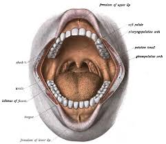 Image result for tonsilla palatina