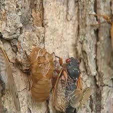 Delaware, georgia, illinois, indiana, kentucky, maryland the swarms of these insects can be quite dense, reaching up to 1.5 million per acre. Cicadas Will Return To Swarm Parts Of U S This Year After 17 Years Underground Wkrc