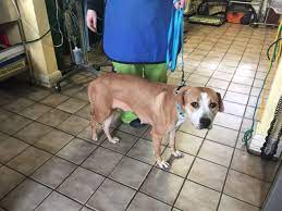 Diary Of A Real Life Veterinarian Limping Dog How To Do Your Own At Home Examination Limping Dog Dogs Your Dog