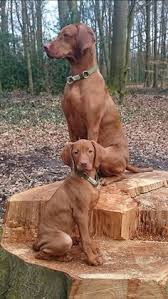 It's also free to list your available puppies and litters on our site. 900 Vizsla Dogs Ideas In 2021 Vizsla Dogs Vizsla Dogs