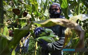 Ladang apakah yang tidak diusahakan di malaysia? Bernama Jagung Ubah Kehidupan Bekas Juruteknik Kilang