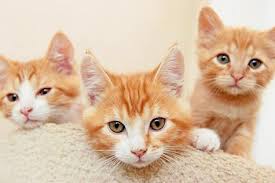 Cat faces and facts about cats. Cat Behavior Problems Best Friends Animal Society
