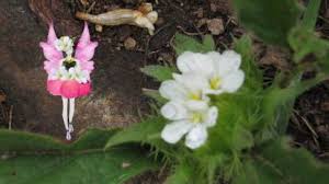 Image result for Crabbea velutina