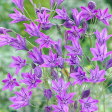 Image result for Trilepisium