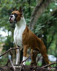 Boxer Puppies Boxerdogsarethebest Boxerdogpuppy Kopek