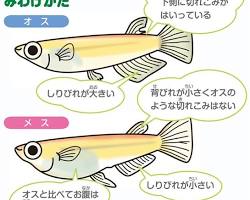 メダカの画像