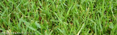 Is zoysia grass a new type of grass? Bare Patches In Zoysiagrass Lawn Melinda Myers