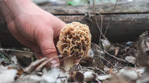Morels grow around hardwood trees. The 6 Trees Every Morel Hunter Should Know Meateater Cook