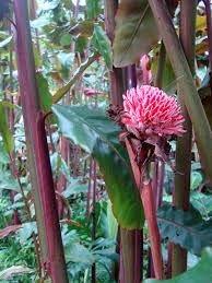 Image result for Etlingera elatior