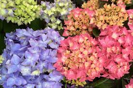 This new, compact variety solves that with the same huge blooms, but on sturdier stems. New Hydrangeas Make For A Better Summer Blooming Shrub Heraldnet Com