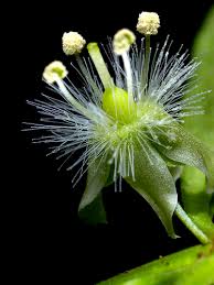 Image result for Scoparia dulcis
