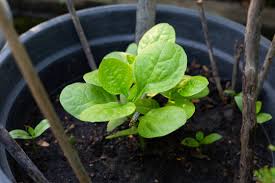 Image result for Basellaceae