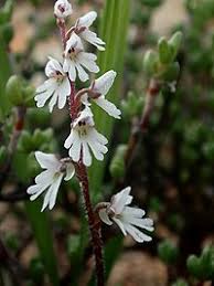 Image result for Holothrix longiflora