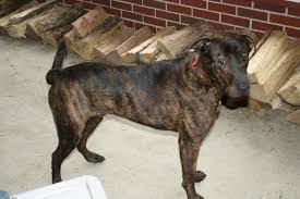 They add stylish storage space for cosmetics, hand towels and perfumes. Mountain Cur Dog Breed Info Facts Temperament Puppies Pictures