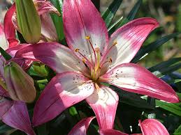 Bulbs of this lily should never sit in soggy soil. Lillies Asiatic Sensations Faddegon S Nursery Inc