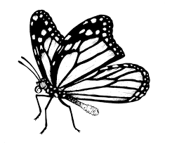 Aprende Como Dibujar Una Mariposa En Cinco Sencillos Pasos Las mariposas monarca pertenecientes a la familia nymphalidae del orden de los lepidopteros, son reconocidas mundialmente por su longevidad y su increible migracion. my modern met