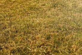 Maybe you would like to learn more about one of these? How To Turn Yellow Lawn Green Again And The Reasons Your Grass Might Not Be Looking Its Best Mirror Online