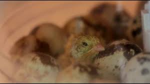 Ich ziehe schon seit langem immer wieder wachtelküken auf und vielleicht stirbt mal eins. Futterung Von Wachtelkuken Tutorial Wachtel Shop Com Youtube