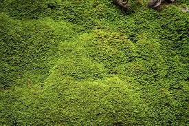 Mit apfelessig zu moos natürlich bekämpfen » so geht's ohne chemikalien. Moosentferner 9 Naturliche Hausmittel Zum Entfernen Von Moos