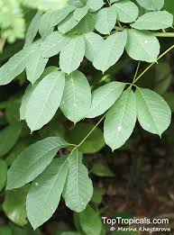 Image result for Hevea brasiliensis