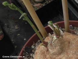 Image result for Adenia stenodactyla
