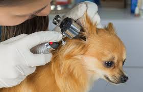 Symptoms of a dog ear infection. Dog Ear Infections Lovetoknow