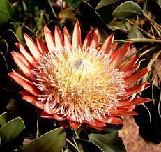 National Flowers Of World Countries Central African Republic King Protea Www Facebook Com Flowerofworld W Central African Central African Republic Bangui