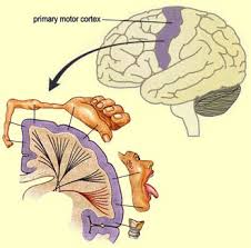Radiology department, rijnland hospital leiderdorp, the on the left a coronal illustration of the anatomy of the pituitary gland and the surrounding structures. The Brain From Top To Bottom