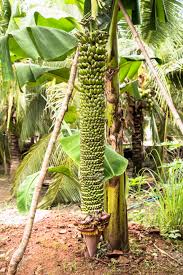 Image result for Musaceae