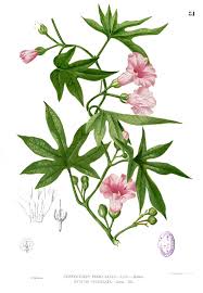 Image result for Merremia tuberosa