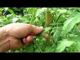 Allow the mixture to soak/steep for a couple hours (optional, but do it if you can), then strain with a fine mesh strainer. Hydrogen Peroxide Is H2o2 Two Hydrogen Atoms And 2 Oxygen Atoms Bonded Together It Has One More Oxygen Ato In 2021 Tomato Plant Diseases Plant Diseases Tomato Garden