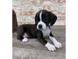 The bogle dog is a mix between a beagle and a boxer. Boggle Puppies Petland Pets Puppies Chicago Illinois
