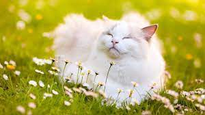 30 августа 2011 19 августа 2012 8 августа 2013 28 июля 2014 15 июня 2018 день арафат: 8 Avgusta 2019 Prazdnik Kakoj Segodnya Prazdnik