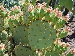 Image result for Opuntia