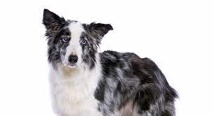 Trained and training cute tri colored black and white , red, sable, blue merle and gold border collie puppies and dogs. Blue Merle Border Collie Colors Patterns And Health