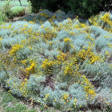 Image result for Santolina chamaecyparissus