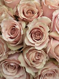 Flowers of worth avenue can enhance your special day with all your florals, candles, arches, or whatever is needed to make your wedding day extra special. Variety Colour Of Rose Flower Novocom Top