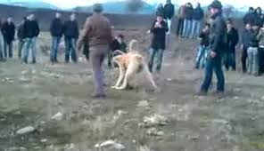 Guduk Afyonlu Iskender3 Dailymotion Video